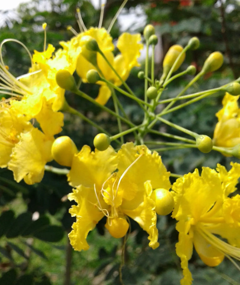 Yellow Caesalpinia Flower Seeds Garden Favorite Heirloom & GMO Free Seeds for Home Garden
Sale