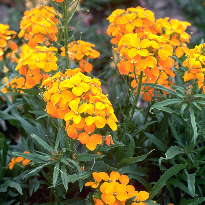 Orange Cheiranthus Flower seeds for Planting Wildflower Mix Heirloom & GMO Free Seeds for Home Garden
Sale