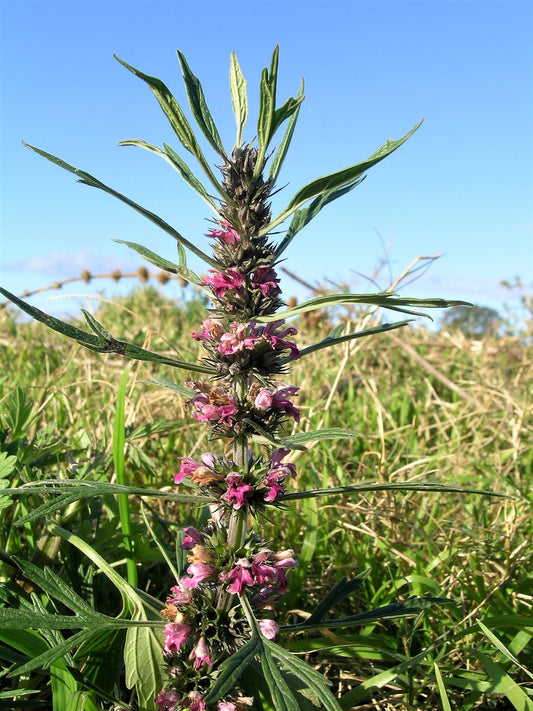 Packet of Chinese Motherwort herb seeds