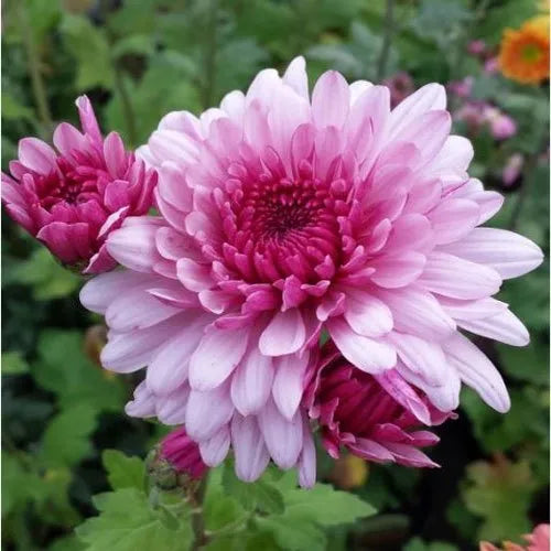 Pink White Chrysanthemum Flower seeds for Planting - Drought Tolerant, Heirloom & GMO Free Seeds for Home Garden
Sale