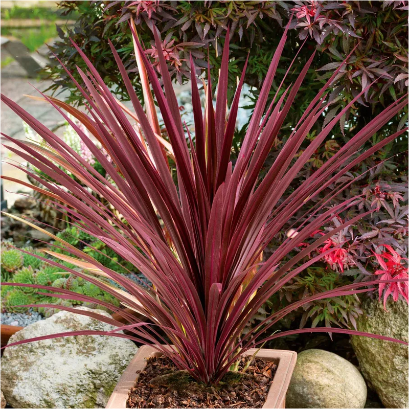 Cordyline Australis Flower seeds for Planting Fragrant Blossoms Heirloom & GMO Free Seeds for Home Garden
Sale seeds for home garden planting