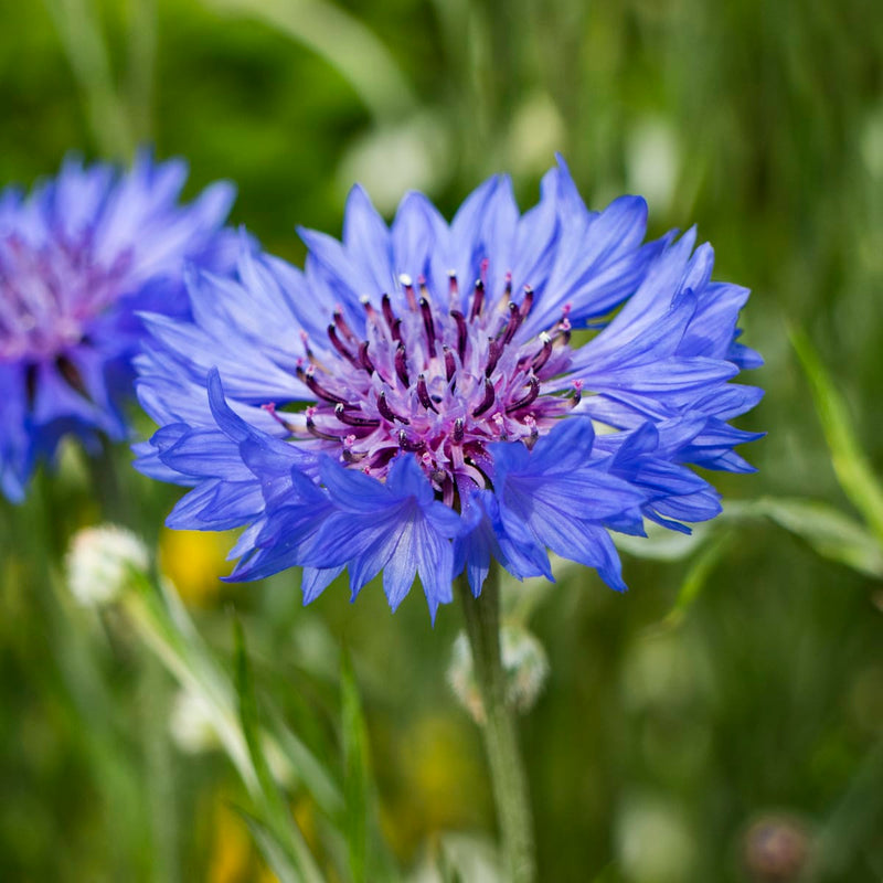 Purple Centaurea Cyanus Flower seeds for Planting - Easy to Grow, Heirloom & GMO Free Seeds for Home Garden
Sale for planting in home garden
