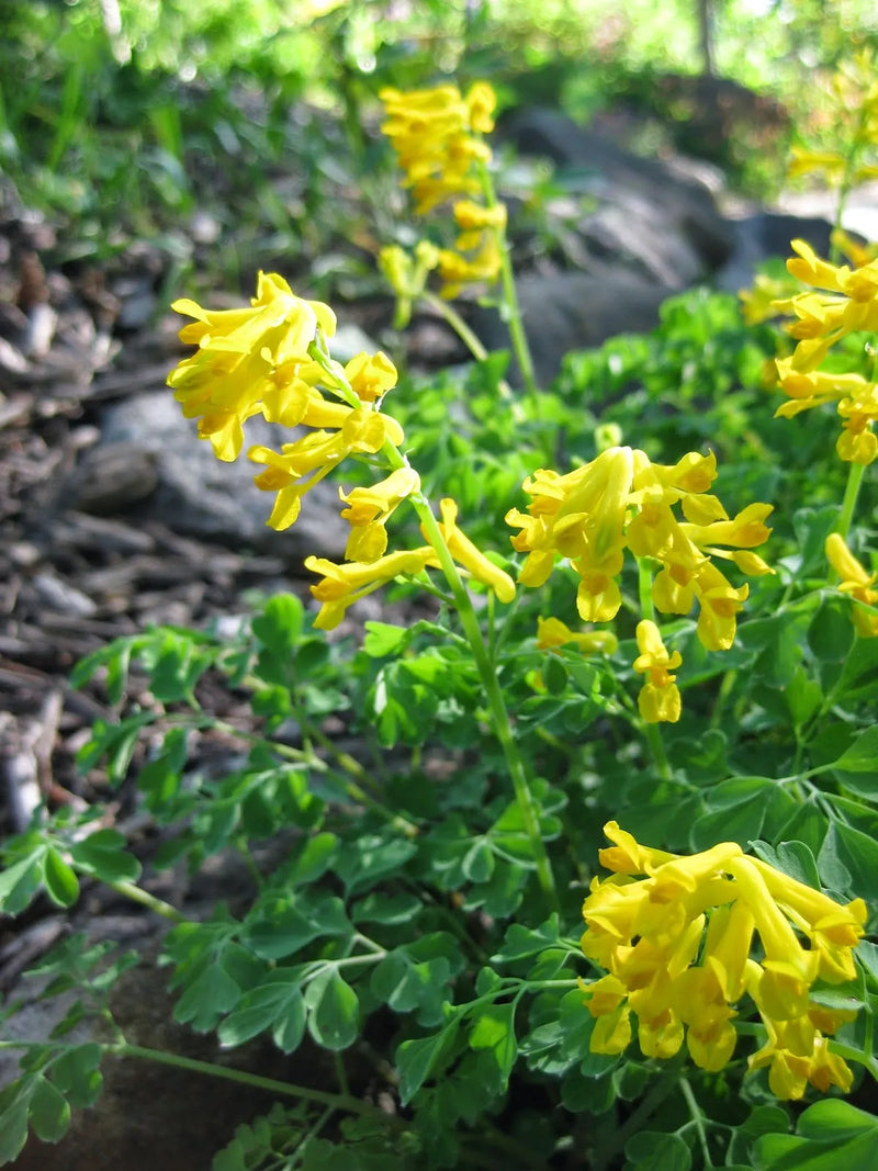 Corydalis Corydalis lutea Flower Seeds for Planting in Flower Bed and Garden