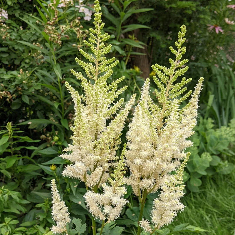 Cream Astilbe flower seeds for vibrant garden blooms