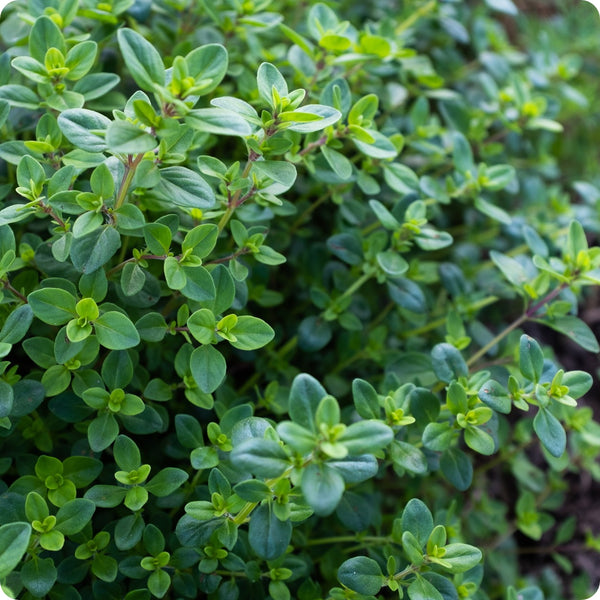 Creeping Thyme seeds Thymus serpyllum perennial ground cover