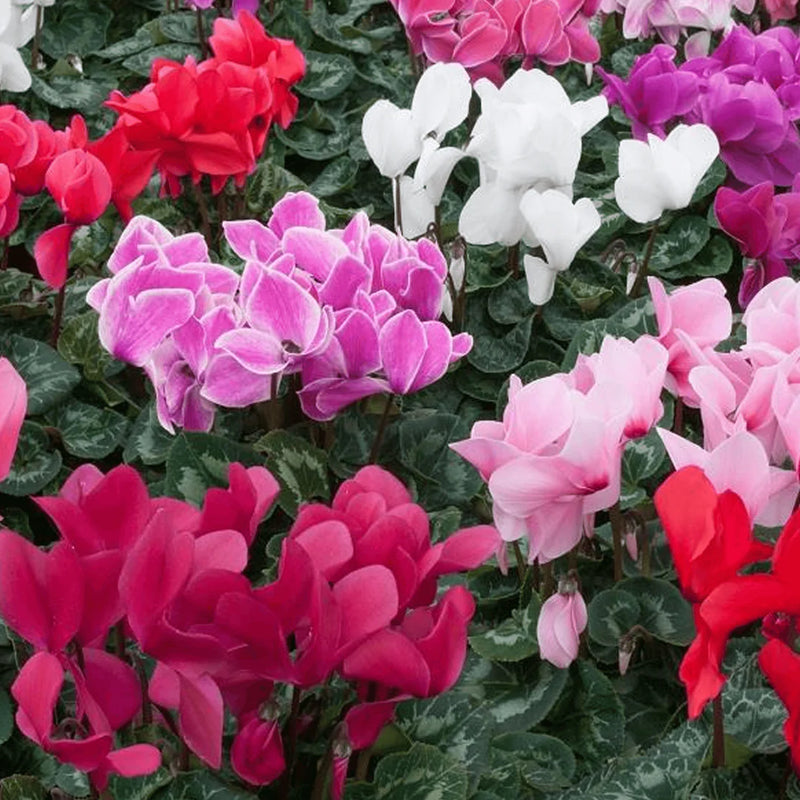 Mixed Color Cyclamen Seeds for Planting Vibrant Flower Seeds for Your Garden