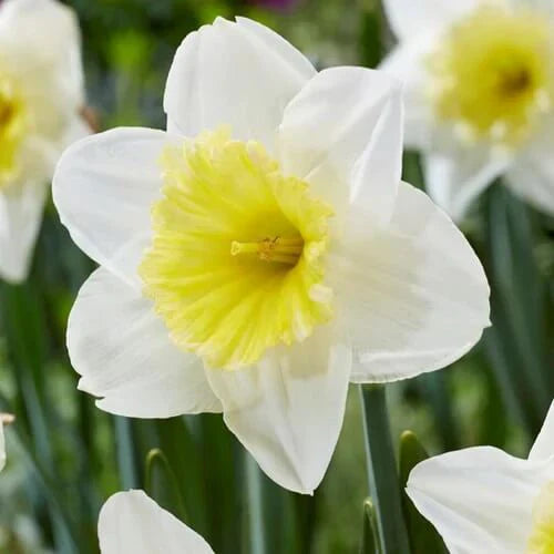 White Daffodil Flower Seeds Flower seeds for Planting Compact Growth Heirloom & GMO Free Seeds for Home Garden