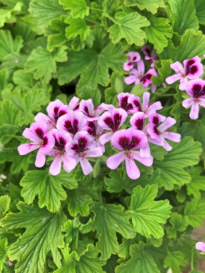 Light Violet Pelargonium Flower Seeds for Planting Low Maintenance Heirloom & GMO Free Seeds for Home Garden
Sale
