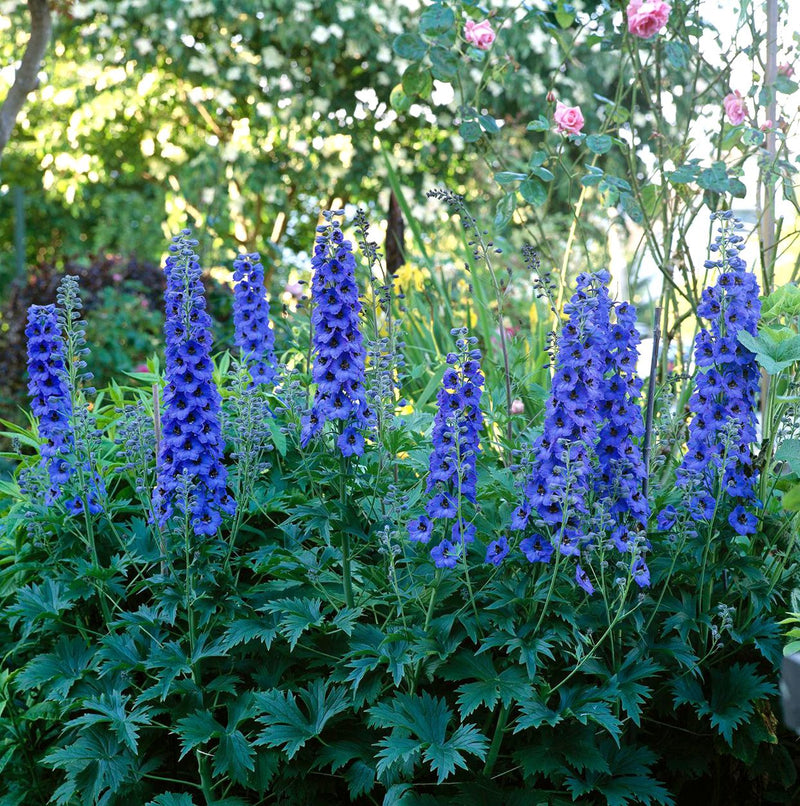 Millennium Delphinium Delphinium elatum Seeds for Planting in Garden Borders