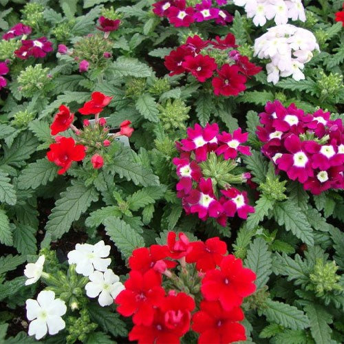 Verbena Dwarf Mix Flower Seeds for Planting Vibrant Annual Blooms