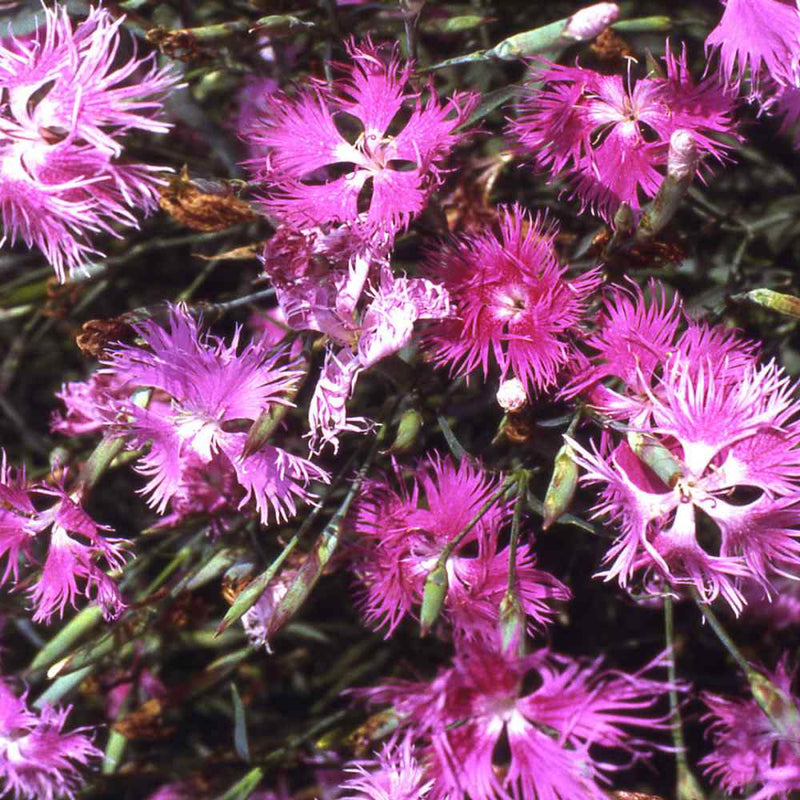Pink Dianthus Superbus Planting Seeds Perfect for Gardens