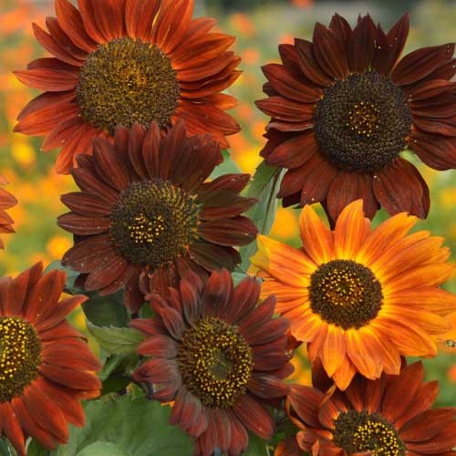 Brown Sunflower Flower seeds for Planting - Shade Tolerant, Heirloom & GMO Free Seeds for Home Garden
Sale