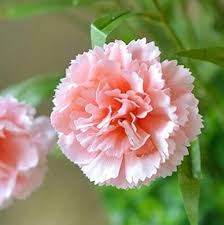 Baby Pink Carnation Flower Seeds for Planting Heirloom NonGMO High Germination Organic Garden Seeds
Sale for planting in home garden