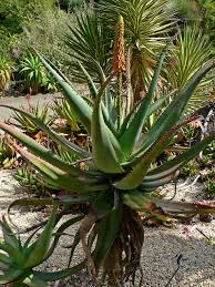 Edible Aloe Vera Plant Seeds for Easy Planting Grow Fresh Aloe at Home