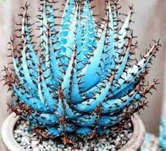Premium Aloe Vera Seeds Sky Blue, Ideal for Easy Planting