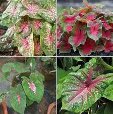 Teal Mix Caladium Flower seeds for Planting - Bright Blooms, Heirloom & GMO Free Seeds for Home Garden
Sale seeds for home garden
