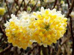 Heirloom Yellow Edgeworthia Flower seeds for Planting Hardy Variety Heirloom & GMO Free Seeds for Home Garden
Sale for planting in home garden