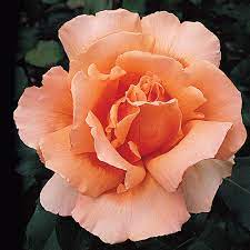 Orange Joey Hybrid Tea Rose Flower seeds for Planting - Cut Flower Favorite, Heirloom & GMO Free Seeds for Home Garden
Sale seeds for home garden