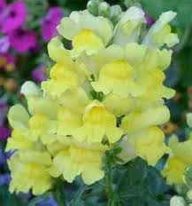 Light Yellow Sweet Pea Flower Seeds for Planting – Heirloom NonGMO High Germination Organic Garden Seeds for Cottage Garden Blooms
Sale for planting in home garden