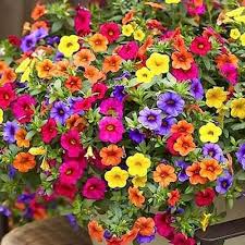 Mixed Hanging Petunia Flower seeds for Planting - Cottage Garden Essential, Heirloom & GMO Free Seeds for Home Garden
Sale seeds for home garden