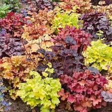 Mixed Heuchera Micrantha Flower seeds for Planting - Colorful Display, Heirloom & GMO Free Seeds for Home Garden
Sale seeds for home garden