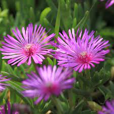Lampranthus Roseus Flower seeds for Planting - Premium Quality, Heirloom & GMO Free Seeds for Home Garden
Sale seeds for planting in home garden
