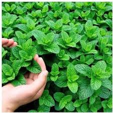 Green Water Mint Seeds for Planting Perennial Water Garden Herb