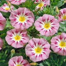 Pink Yellow Leucanthemum Flower seeds for Planting - Easy to Grow, Heirloom & GMO Free Seeds for Home Garden
Sale seeds for planting in home garden