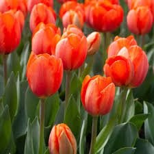Deep Orange Tulip Flower Seeds for Planting – Heirloom NonGMO Organic Garden Seeds – Bright Blooms High Germination
Sale for planting in home garden