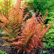 Light Orange Fern for Planting Vibrant Colors Heirloom & GMO Free Seeds for Home Garden
Sale