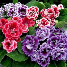 Mixed Colour Gloxinia Sinningia Flower Seeds for Planting Bright Blooms Heirloom & GMO Free Seeds for Home Garden
Sale