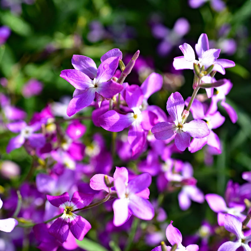 Pink EveningScented Flower Seeds for Planting Garden Favorite Heirloom & GMO Free Seeds for Home Garden
Sale