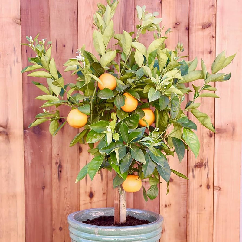 Dwarf fruit tree seeds organic non-GMO mini edible plant for indoor and outdoor gardens
