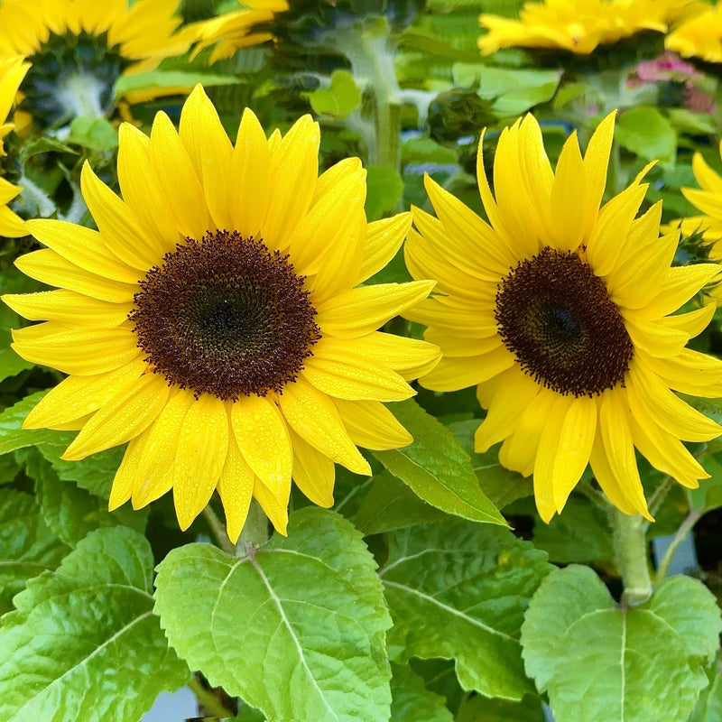 Sunflower Flower seeds for Planting Shade Tolerant Heirloom & GMO Free Seeds for Home Garden