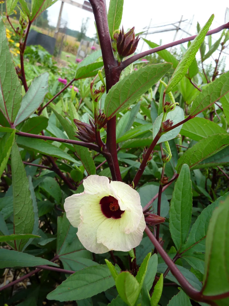 Roselle Hibiscus Sabdariffa Seeds for Planting Edible Garden Herbal Patch