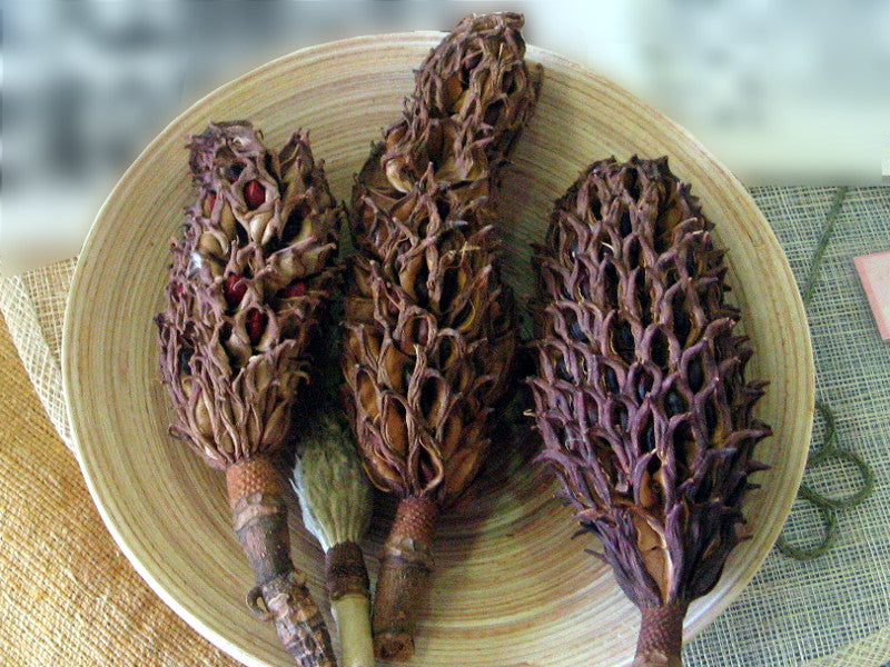 Black Strongylodon Macrobotrys Flower Seeds Long Bloom Season Heirloom NonGMO Organic Garden Seeds for Planting
Sale