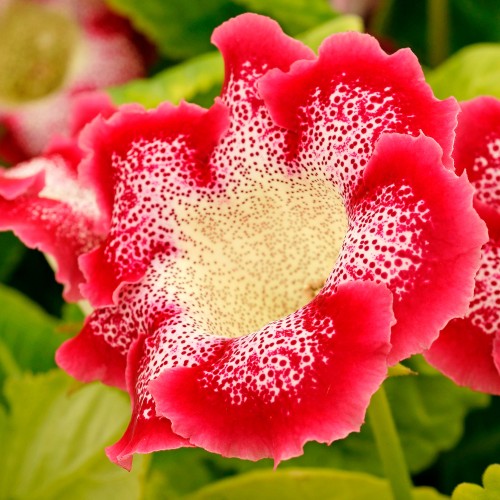 Dark Red Yellow Gloxinia Flower Seeds for Planting Bright Blooms Heirloom & GMO Free Seeds for Home Garden
Sale