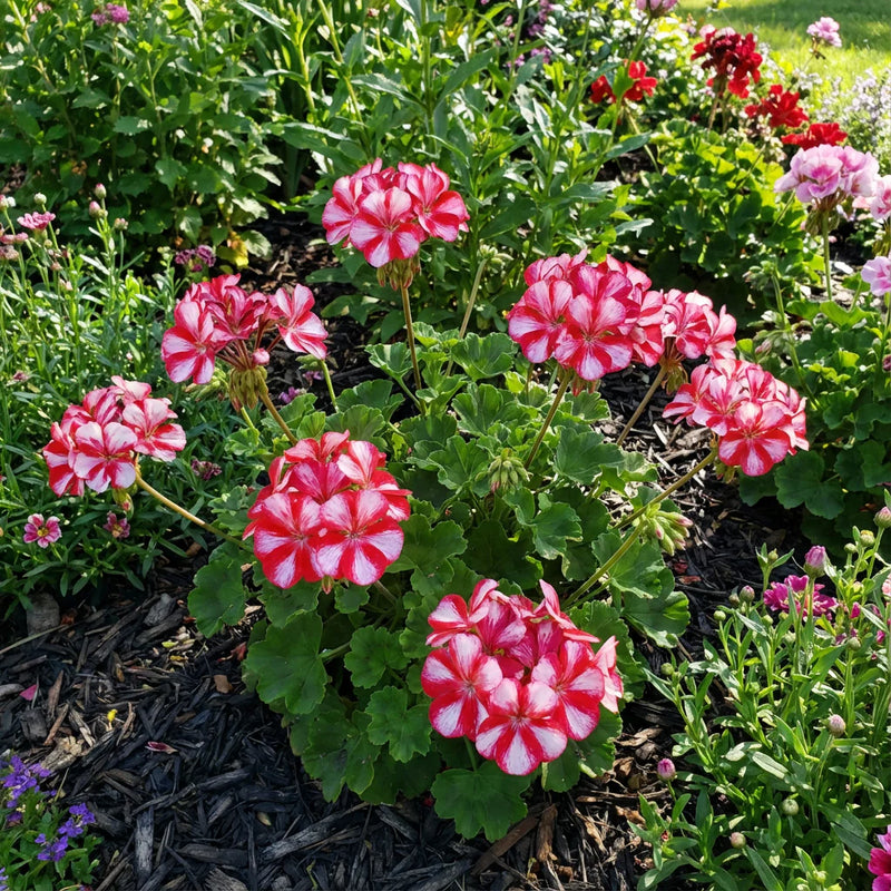 Red White Univalve Geranium Flower Seeds for Planting Cottage Garden Essential Heirloom & GMO Free Seeds for Home Garden
Sale