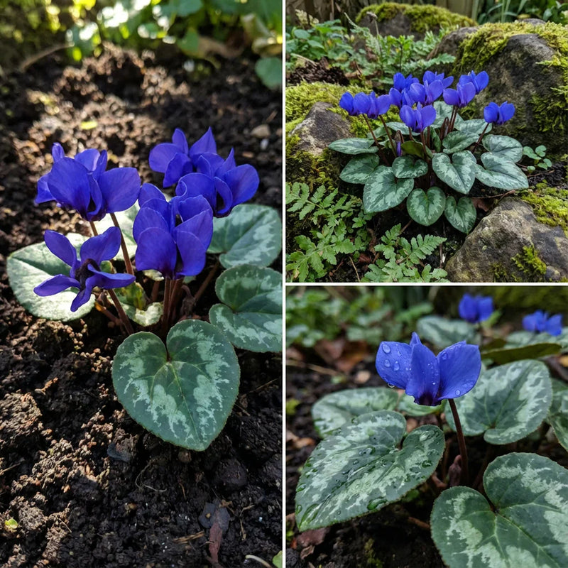 Blue Cyclamen Flower seeds for Planting Compact Growth Heirloom & GMO Free Seeds for Home Garden
Sale