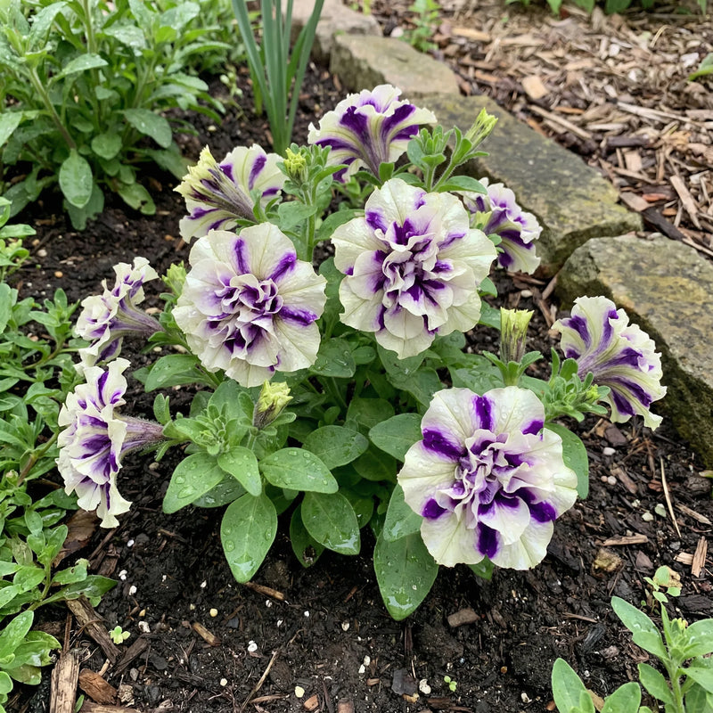 White Violet Petunia Flower Seeds for Planting Heirloom NONGMO Easy to Grow Garden Blooms Premium Quality
Sale