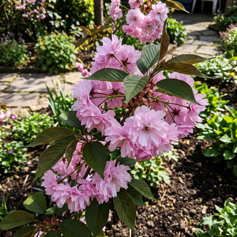 Light Pink Cerasus Perennial Flower Seeds for Planting Fragrant Blossoms Heirloom & GMO Free Seeds for Home Garden
Sale
