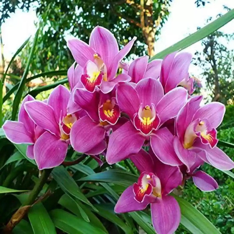 Pink Cymbidium Orchid Flower seeds for Planting - Drought Tolerant, Heirloom & GMO Free Seeds for Home Garden
Sale seeds for home garden