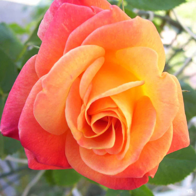 Majestic Climbing Roses on Garden Arch