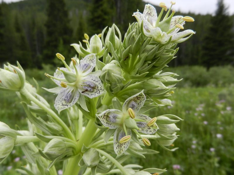 Green Gentian Flower Seeds for Planting Vibrant Colors Heirloom & GMO Free Seeds for Home Garden
Sale