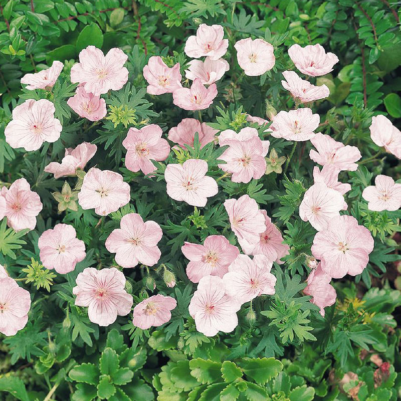 Light Pink Perennial Flower Seeds for Planting Vibrant Colors Heirloom & GMO Free Seeds for Home Garden
Sale