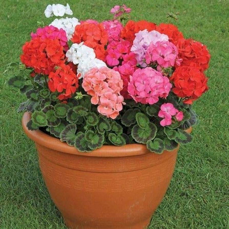 Blue Mix Geranium Pelargonium Flower Seeds for Planting Sun Loving Heirloom & GMO Free Seeds for Home Garden
Sale