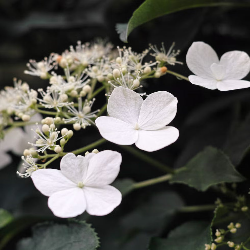 Hydrangea Anomala Flower seeds for Planting Long Bloom Season Heirloom & GMO Free Seeds for Home Garden