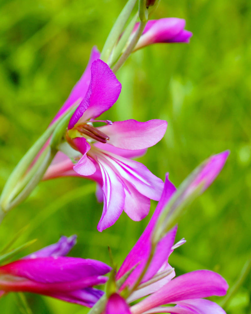 Gladiolus Italicus Flower seeds for Planting Garden Favorite Heirloom & GMO Free Seeds for Home Garden
Sale for planting in home garden