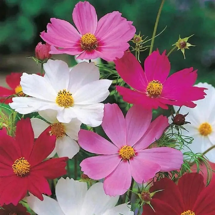 Mixed Cosmos Flower seeds for Planting Shade Tolerant Heirloom & GMO Free Seeds for Home Garden
Sale