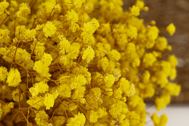 Light Yellow Gypsophila Paniculata Seeds Low Maintenance Heirloom & GMO Free Seeds for Home Garden
Sale